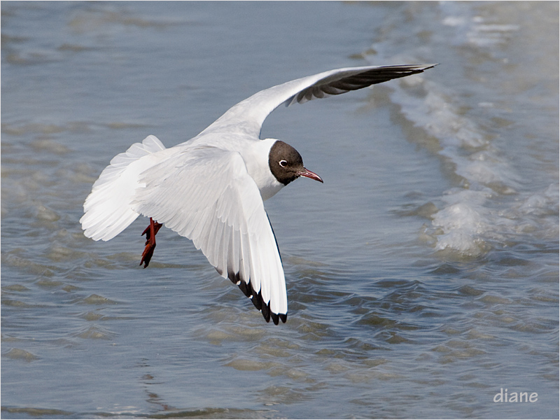 0020 de kokmeeuw  diane.jpg